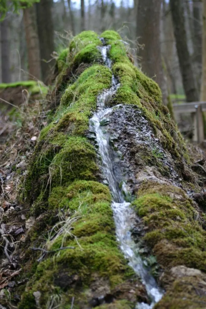 An image depicting the trail Steinerne Rinne Loop via Limesweg and its surrounding area.