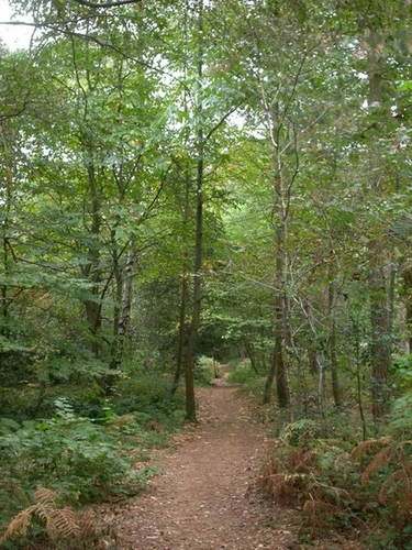 Branksome Park Woods, Poole Coast Path and Alum Chine