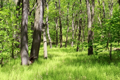 Mountain View Trail and Beaverdam Creek Loop Trail
