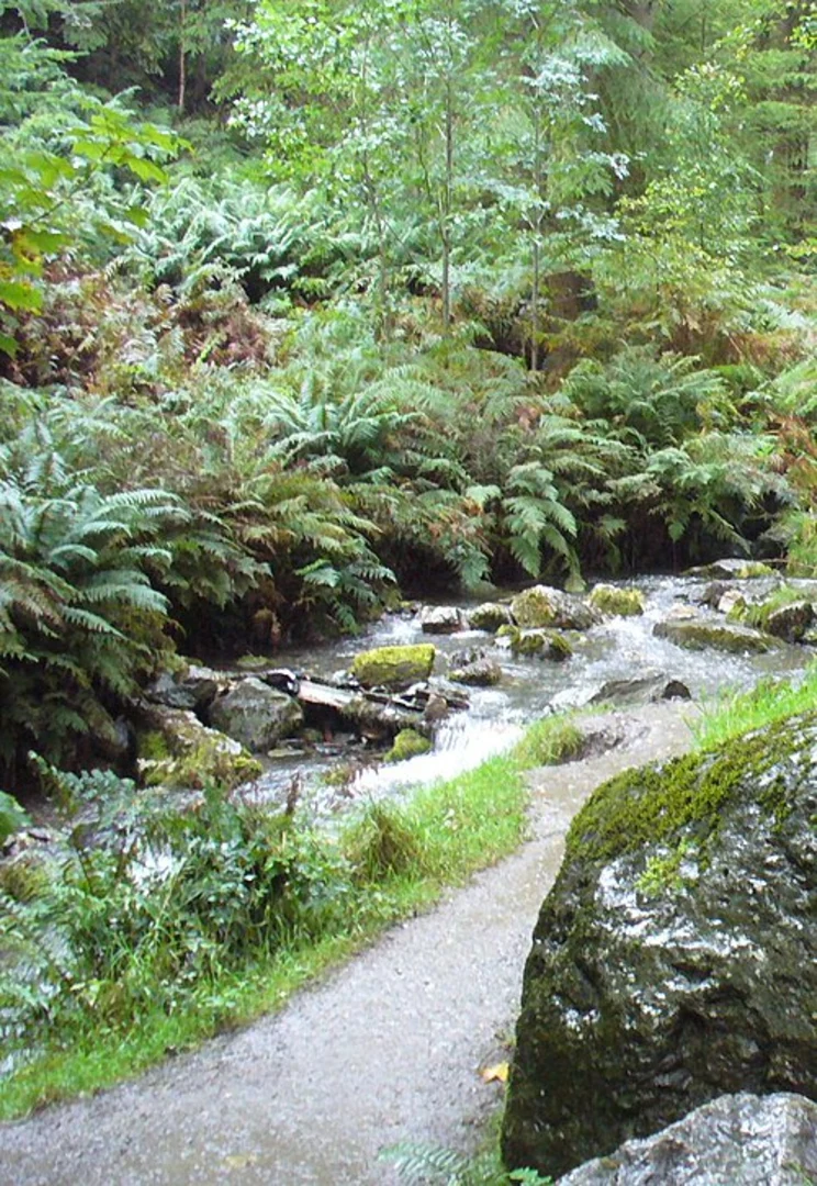 An image depicting the trail Dodd from Dodd Wood Car Park and its surrounding area.