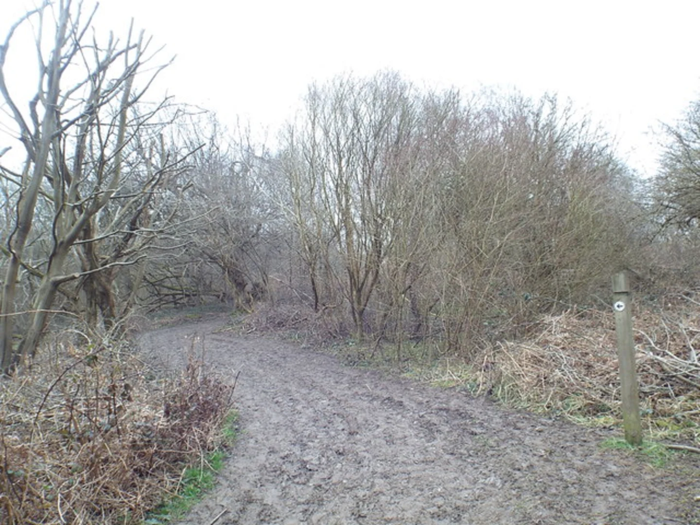 An image depicting the trail Home Wood, Upper Beechen Wood and Lullingstone and Preston Hill Country Park Loop and its surrounding area.