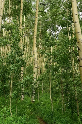 Liberty Bell Trail