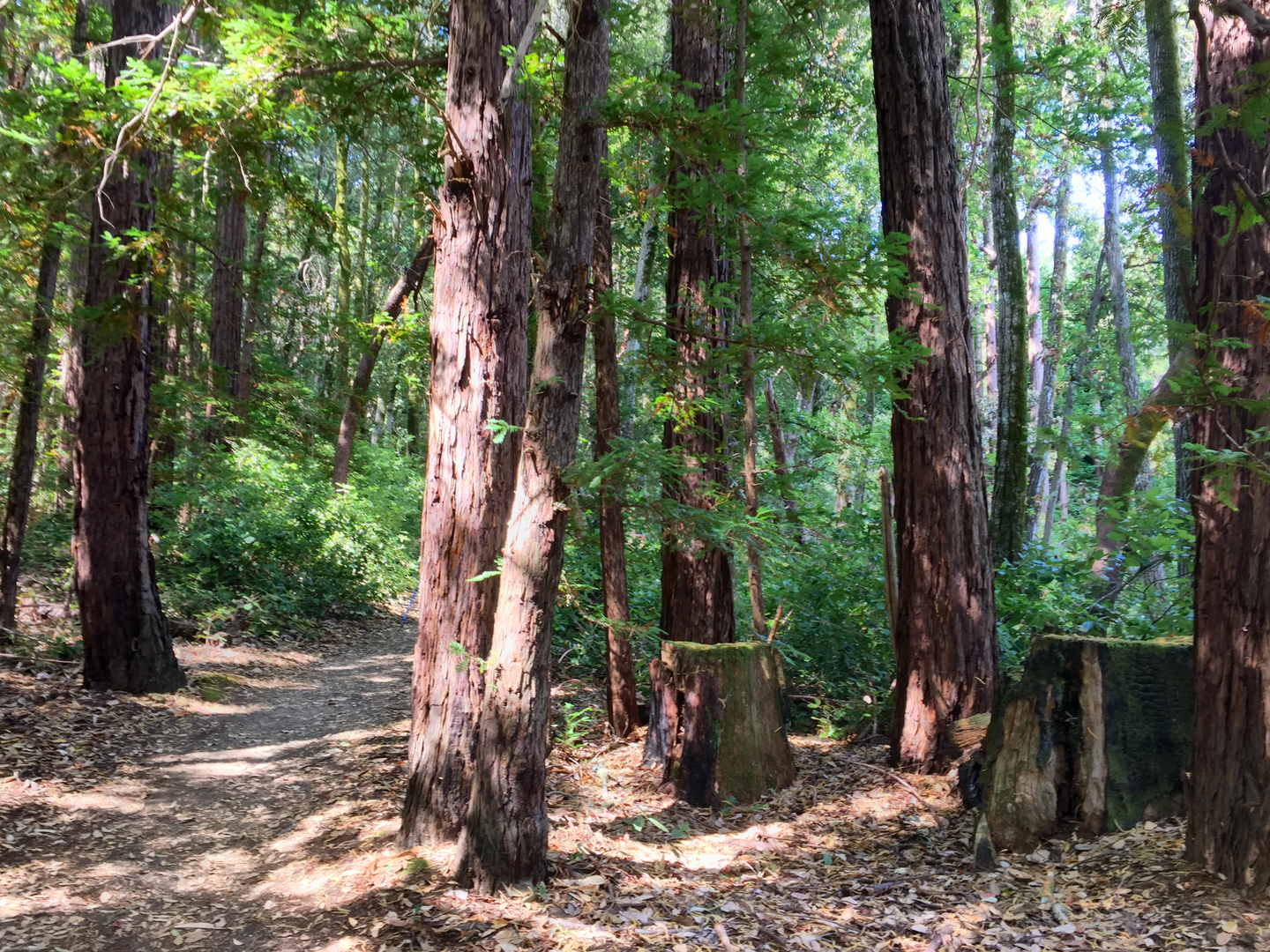 An image depicting the trail Skyline - Chinquapin - Dean - Crystal Springs Loop Trail and its surrounding area.