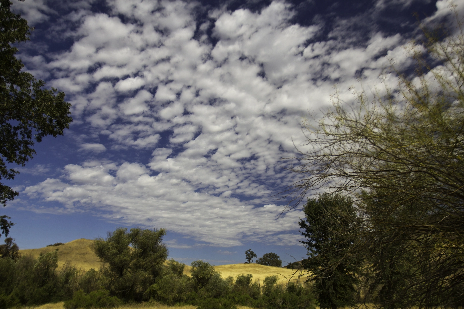 An image depicting the trail Cheeseboro Canyon and Ridge Loop Trail and its surrounding area.
