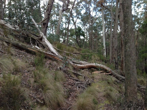 Yankee Creek Trail
