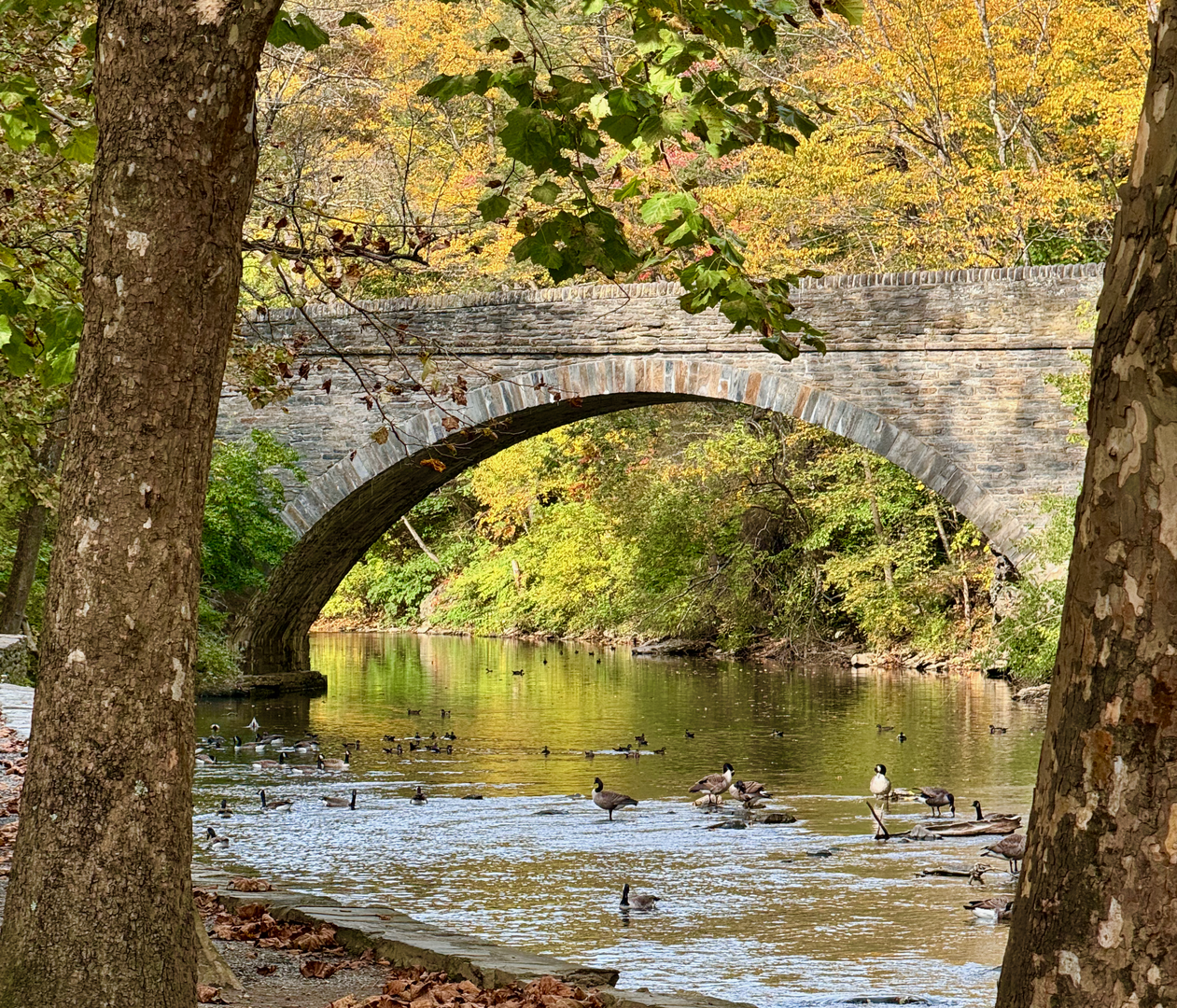 An image depicting the trail Wissahickon Creek via Lavender Trail and Yellow Trail Loop and its surrounding area.