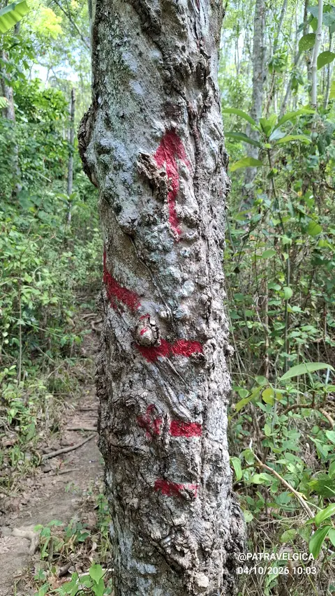 Koh Mook's Jungle Loop