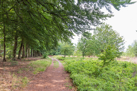 Witrijt to Broekhoven via Cartierheide and De Tasbroeke