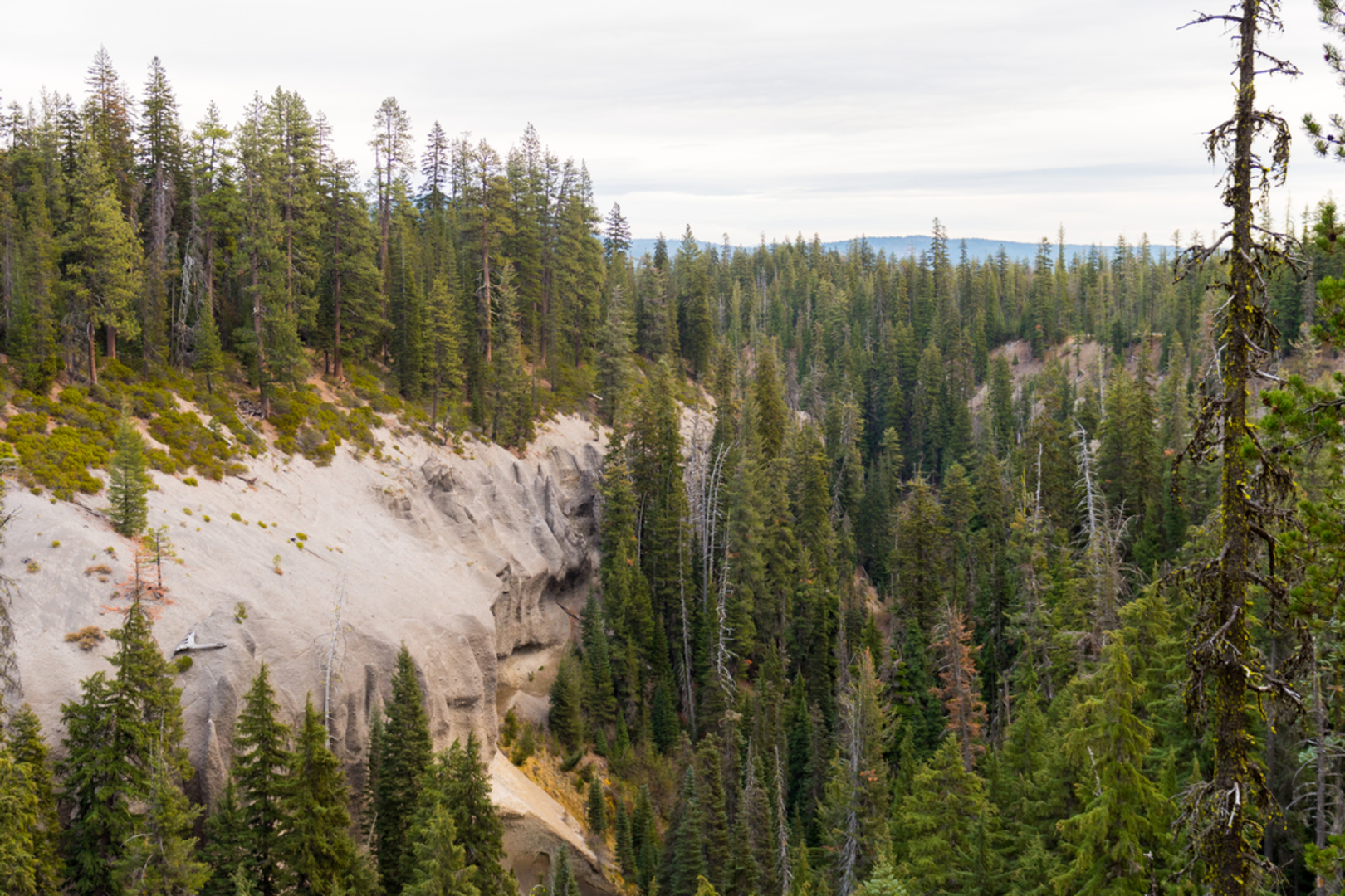 An image depicting the trail Sweet Creek Trail and its surrounding area.
