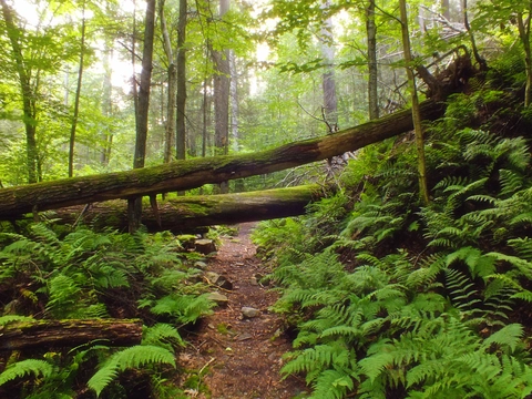 Thick Mountain Trail and Swift Run