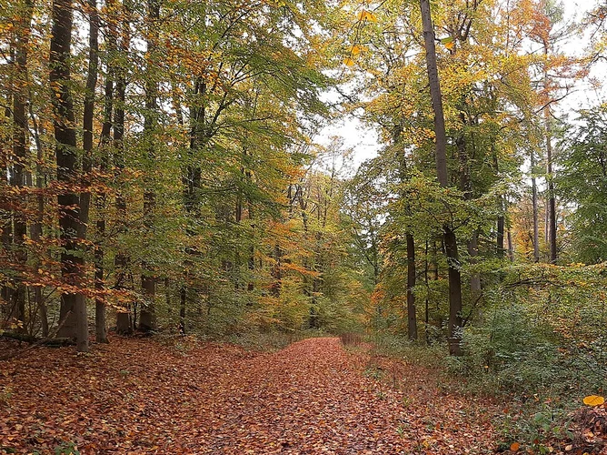 Limeswanderweg and Saar Schlesien Weg Loop