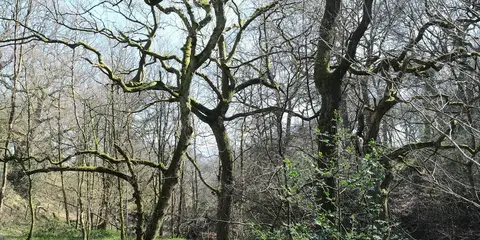 Cown Edge from Broadbottom