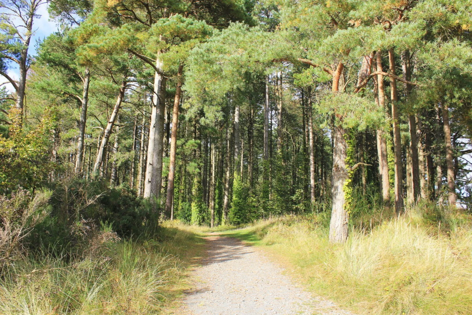 An image depicting the trail Newborough Forest Loop and its surrounding area.