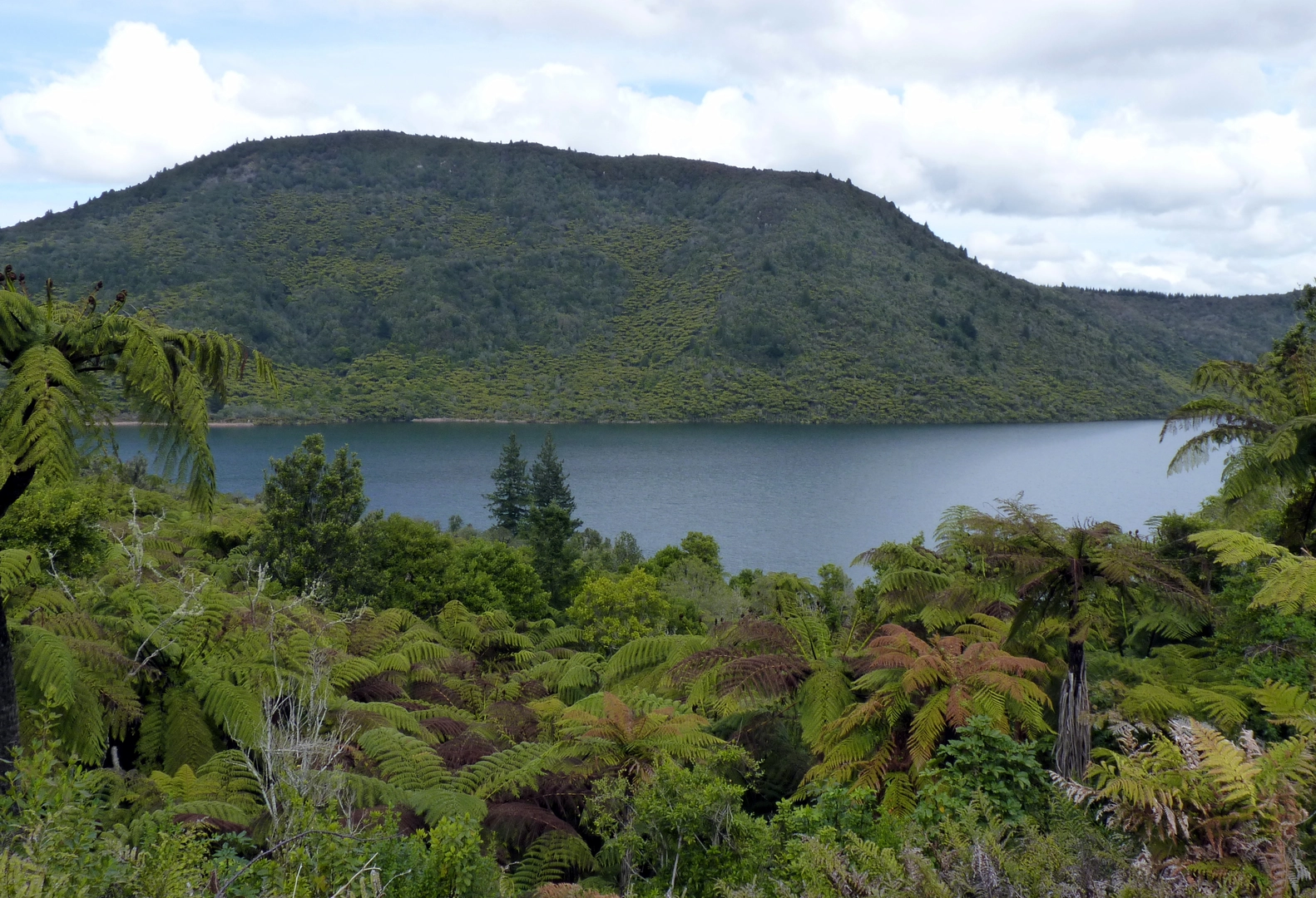 An image depicting the trail Tikitapu and Rotokakahi Lake Loop and its surrounding area.