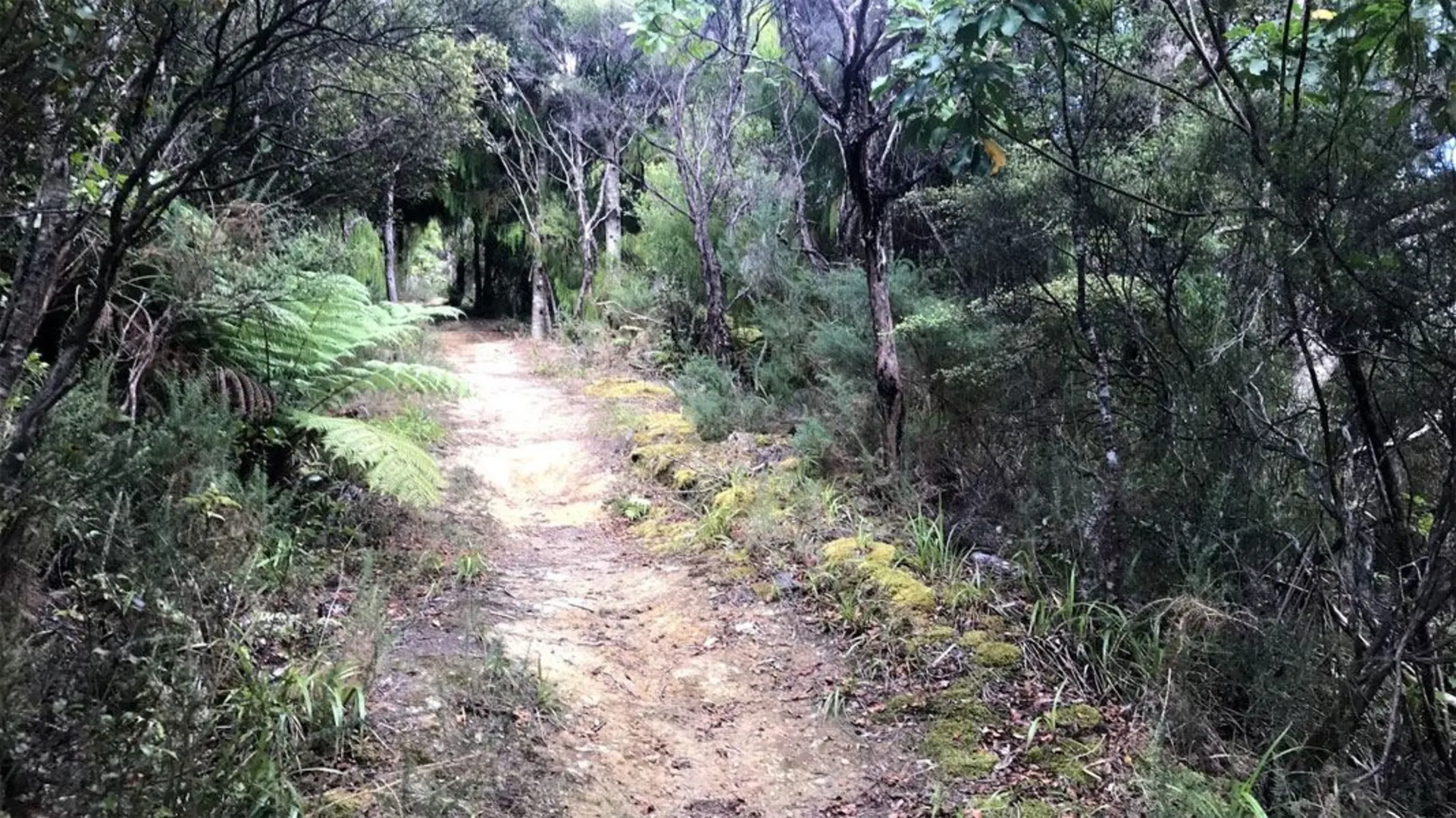 An image depicting the trail Middle Ridge Track and its surrounding area.