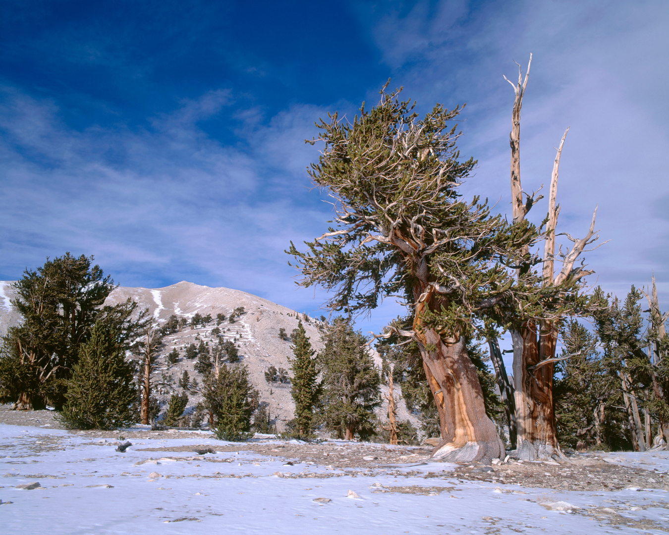An image depicting the trail Patriarch Grove Loop and its surrounding area.