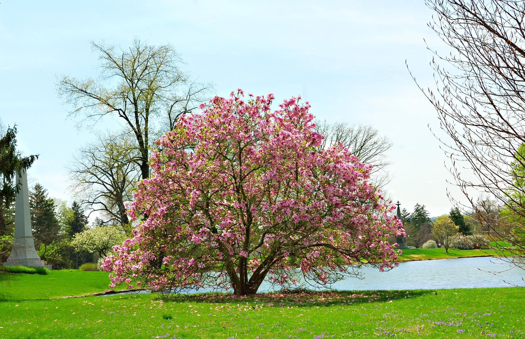 An image depicting the trail Geyser Lake and Woodland Preserve in Spring Grove Cemetery and Arboretum and its surrounding area.