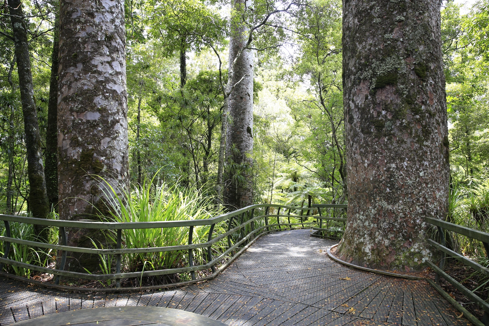 An image depicting the trail Puketi Nature Trail and its surrounding area.