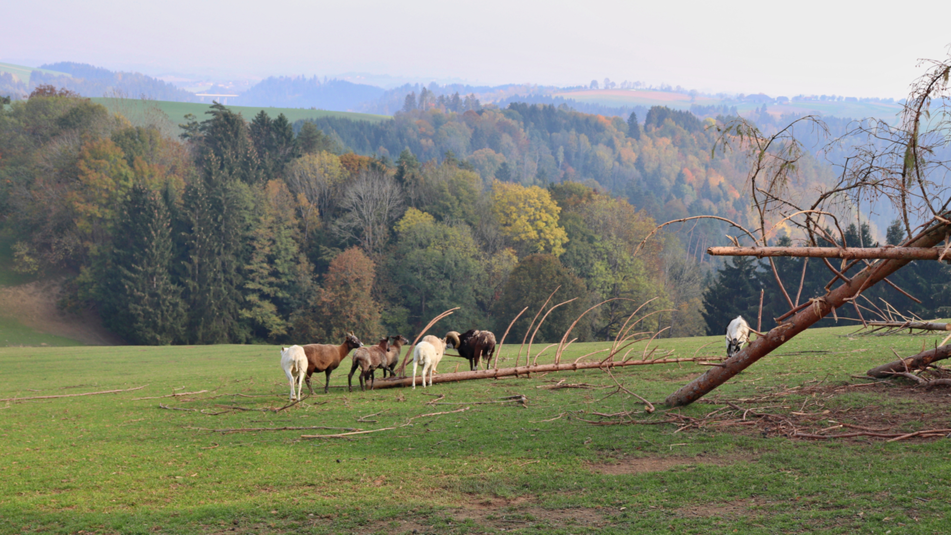 An image depicting the trail Big Mühltal walk and its surrounding area.