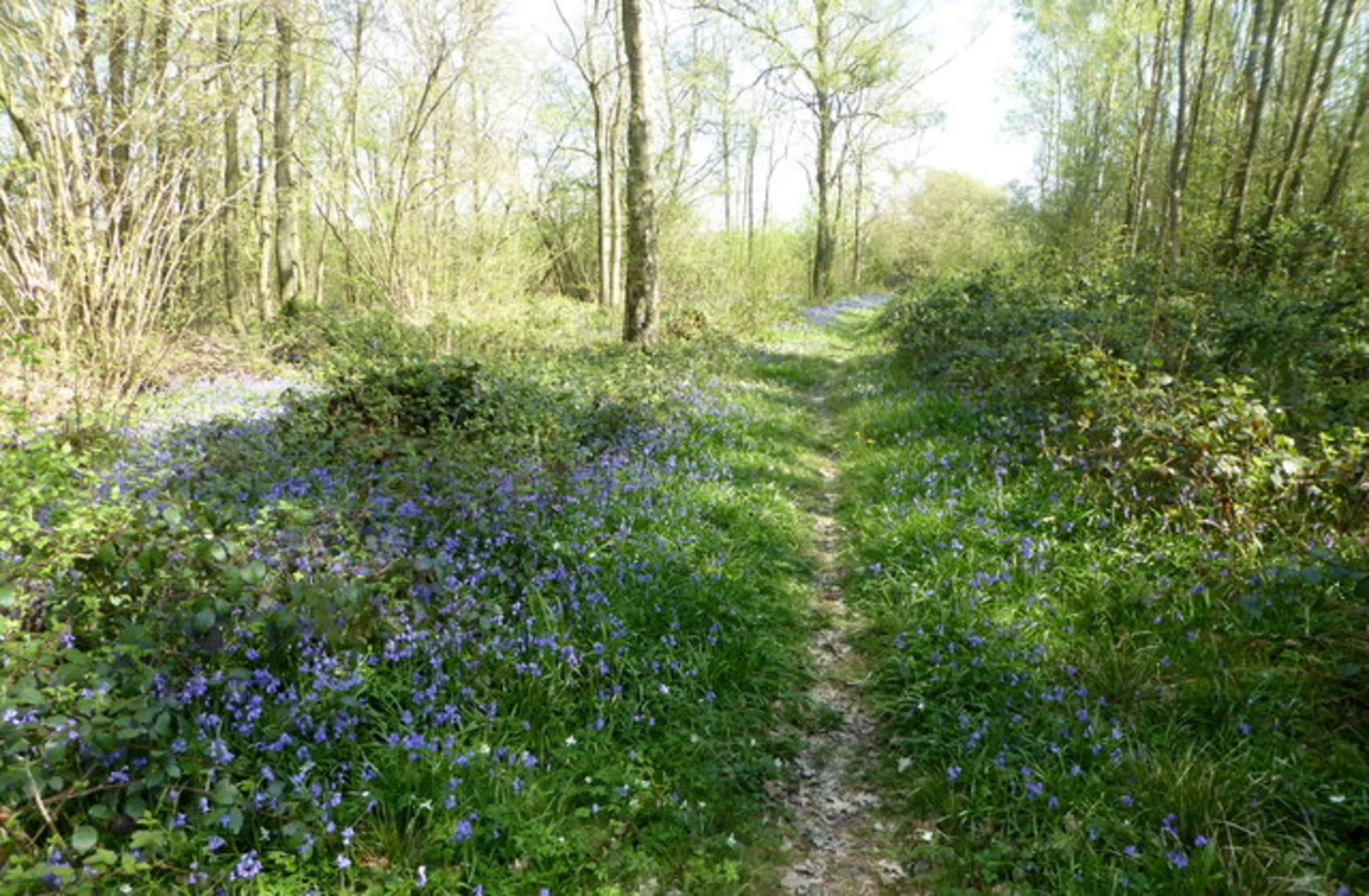 An image depicting the trail Kiln Wood and Sevenoaks Weald Loop and its surrounding area.