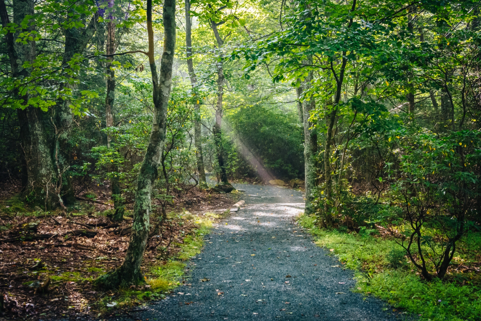 An image depicting the trail Limberlost Trail and its surrounding area.