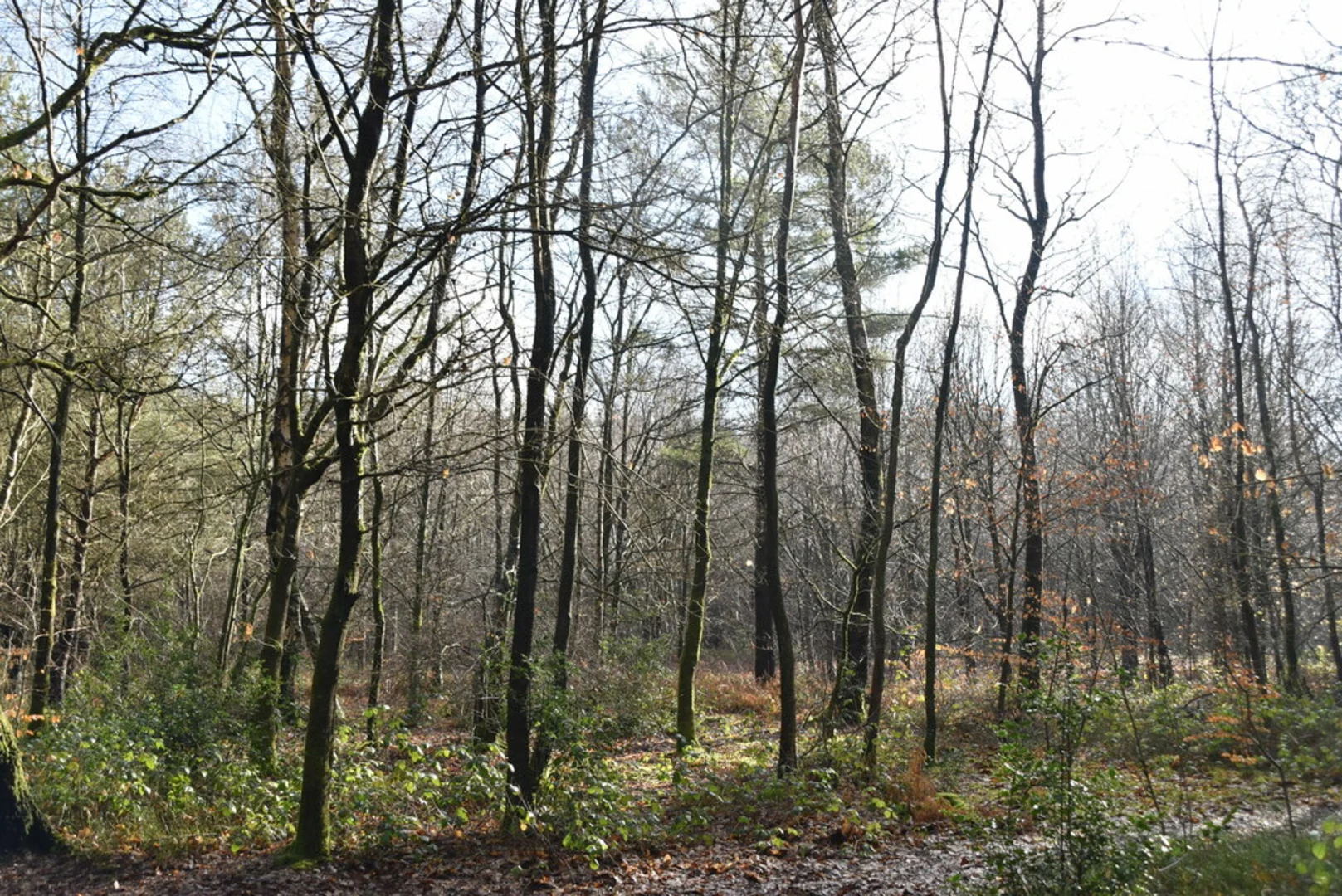 An image depicting the trail Scearm Bank, Crockhamhill Common, Crockham Hill and its surrounding area.