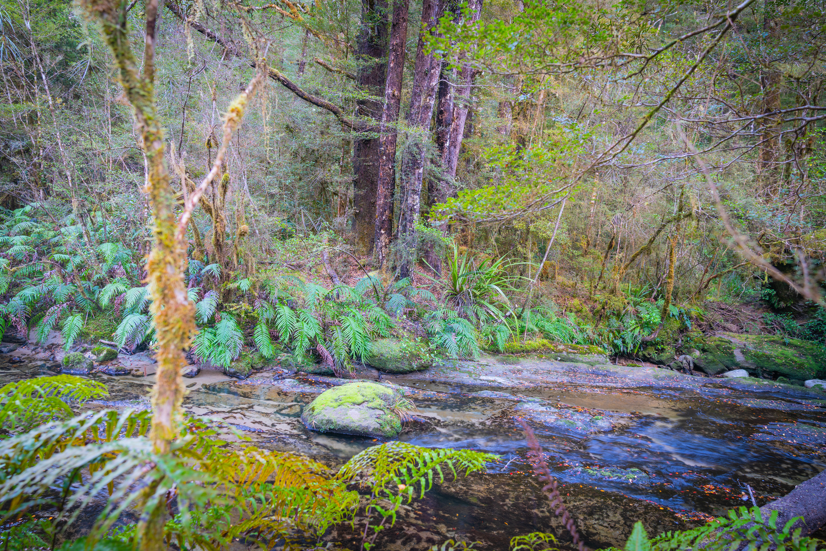 An image depicting the trail Johnson Creek Track and its surrounding area.