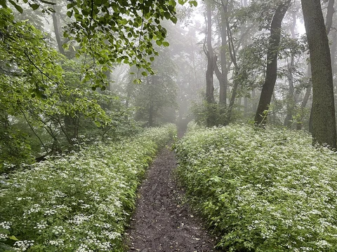 Nonnenstromberg via Beethoven Wanderweg and Der Wanderklassiker