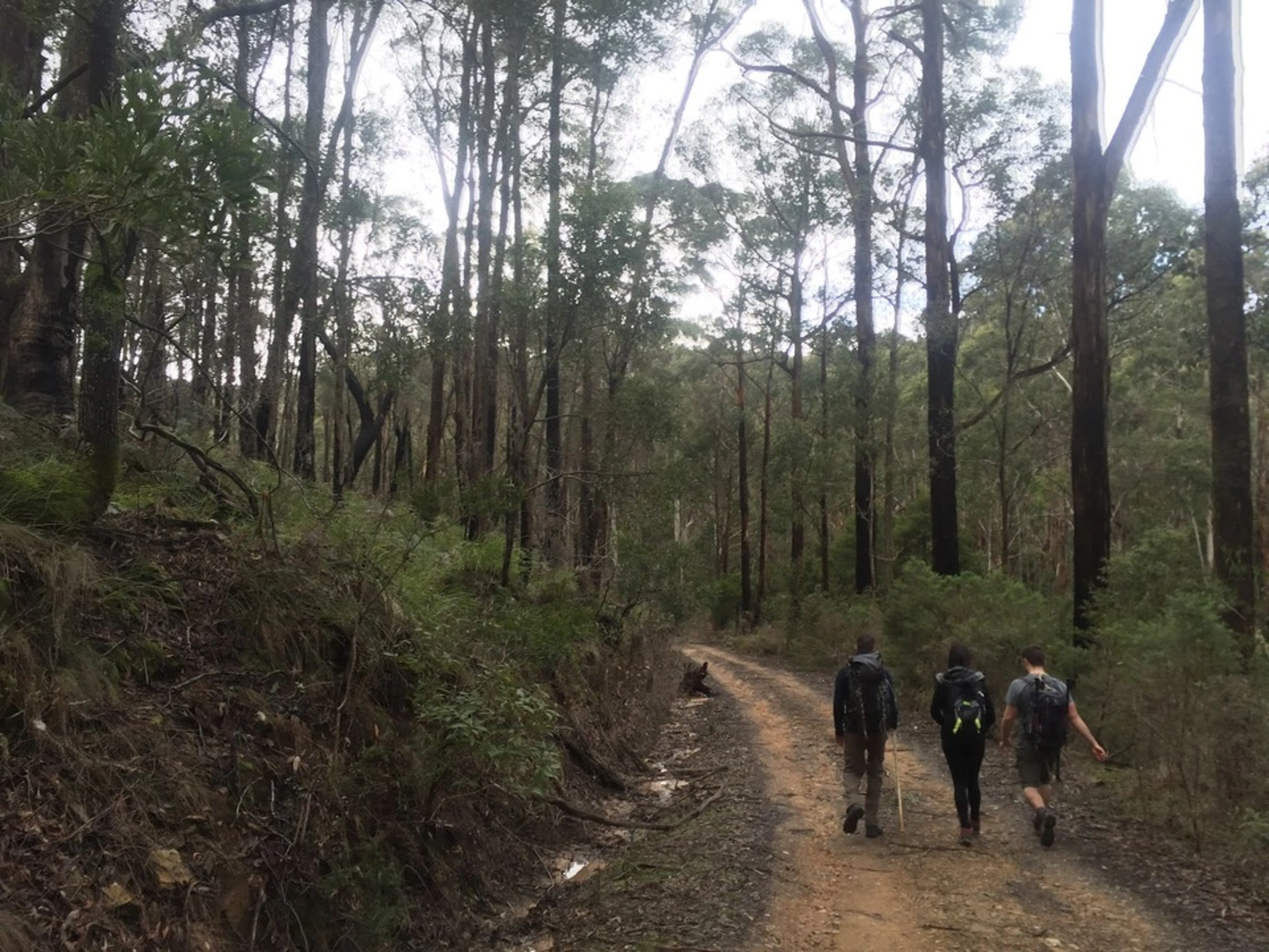 An image depicting the trail Blue Mount and Mount Wilson Trail and its surrounding area.