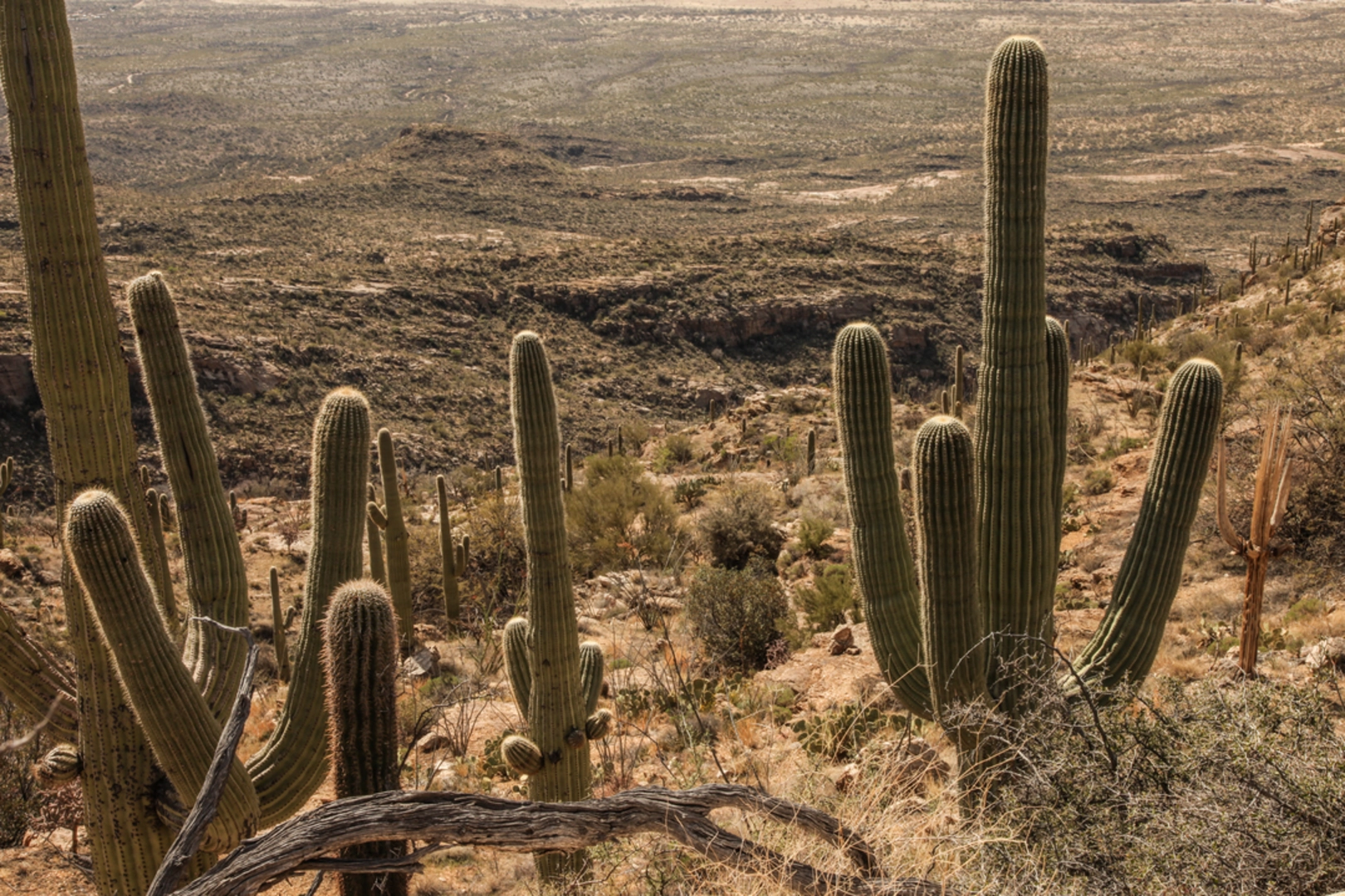 An image depicting the trail Cactus Forest Trail and its surrounding area.