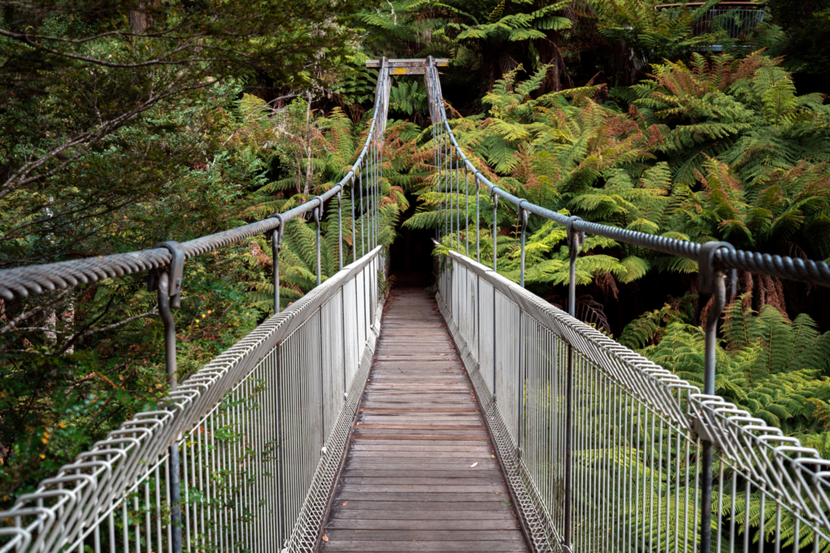 An image depicting the trail Mount Tassie Loop Trail and its surrounding area.
