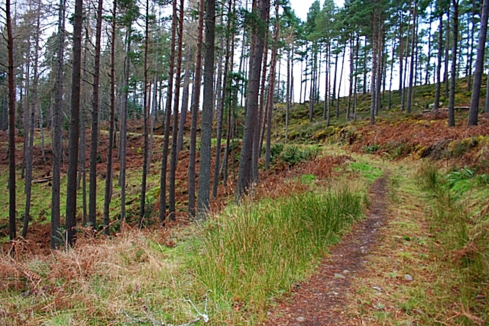 An image depicting the trail Black Burn Trail - Torrieston and its surrounding area.