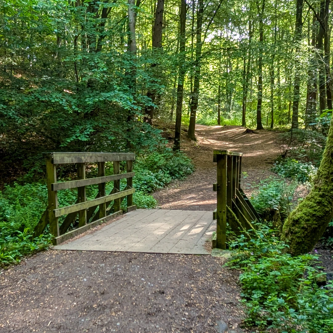 An image depicting the trail Flatts Wood Circular Walk, Barnard Castle and its surrounding area.