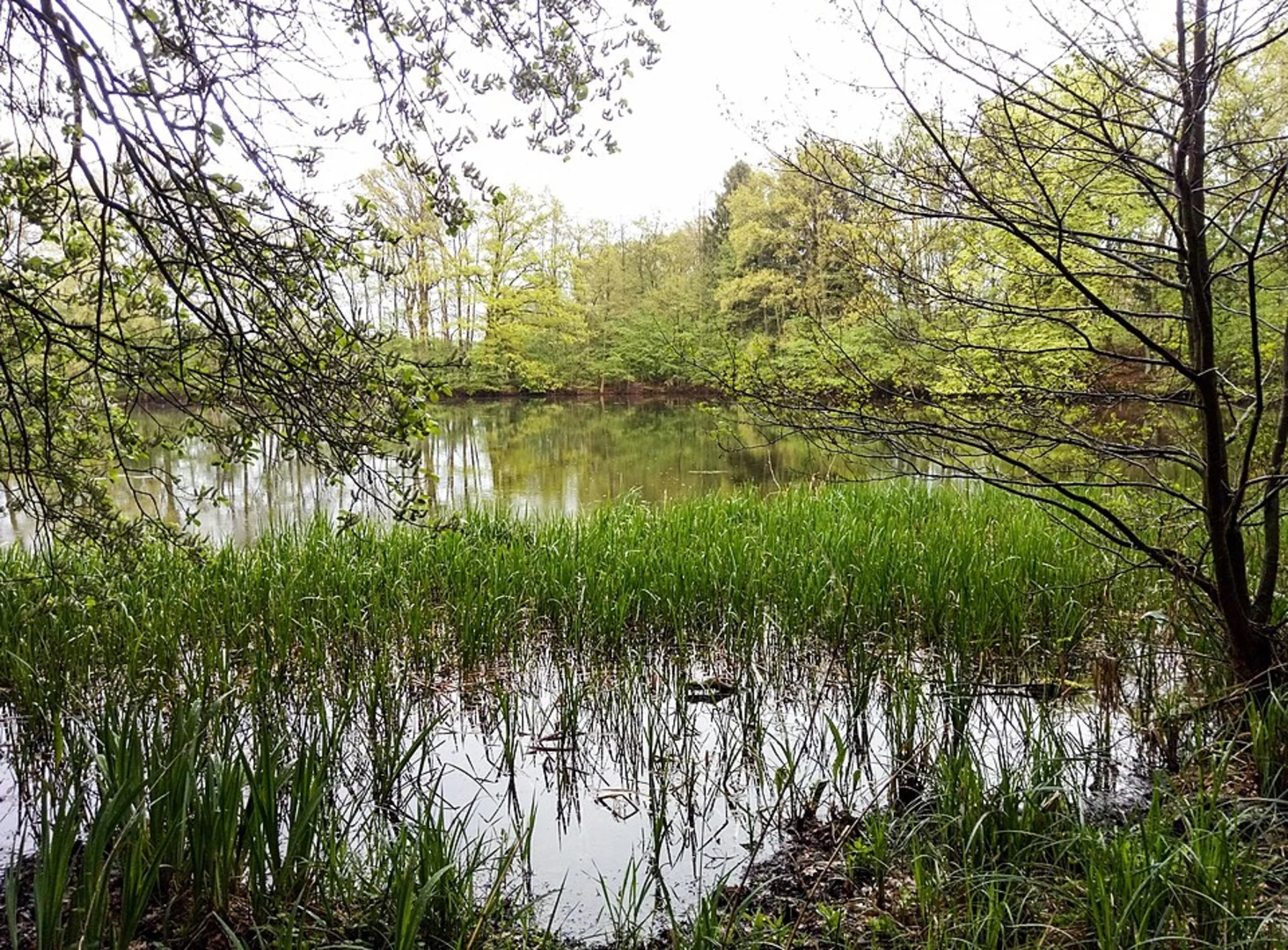 An image depicting the trail Hoisdorfer Teiche and Park Lichtensee Loop and its surrounding area.