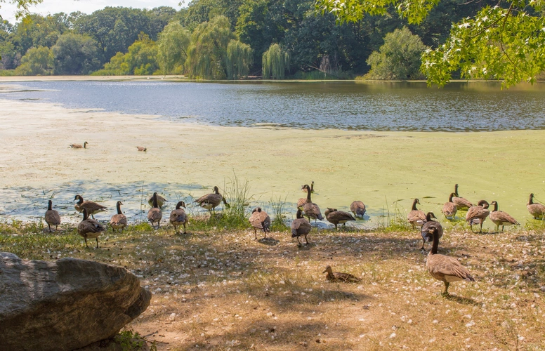 Alley Pond Park Trail Loop