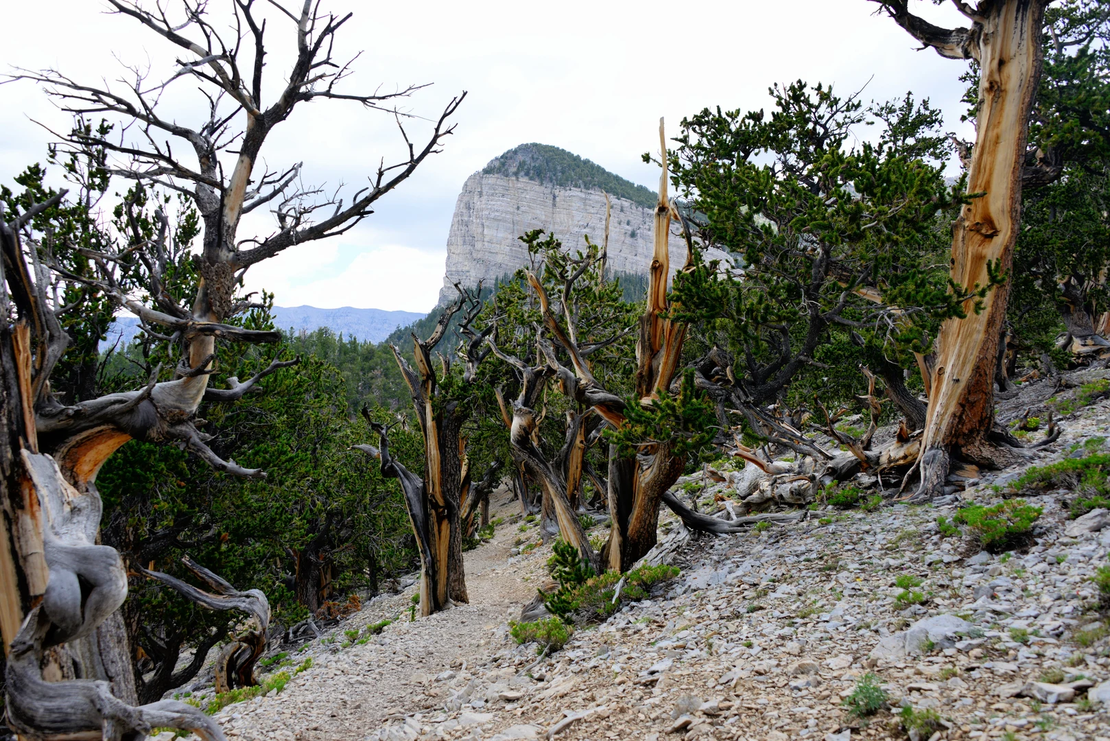 An image depicting the trail Bonanza Trail and its surrounding area.