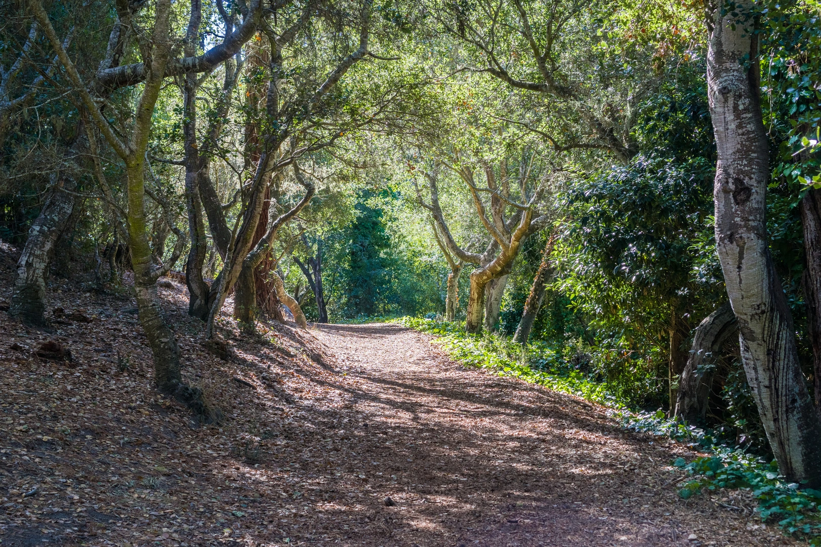 An image depicting the trail Serra and Flanders Loop Trail and its surrounding area.