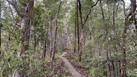 Pukatea Ridge Track