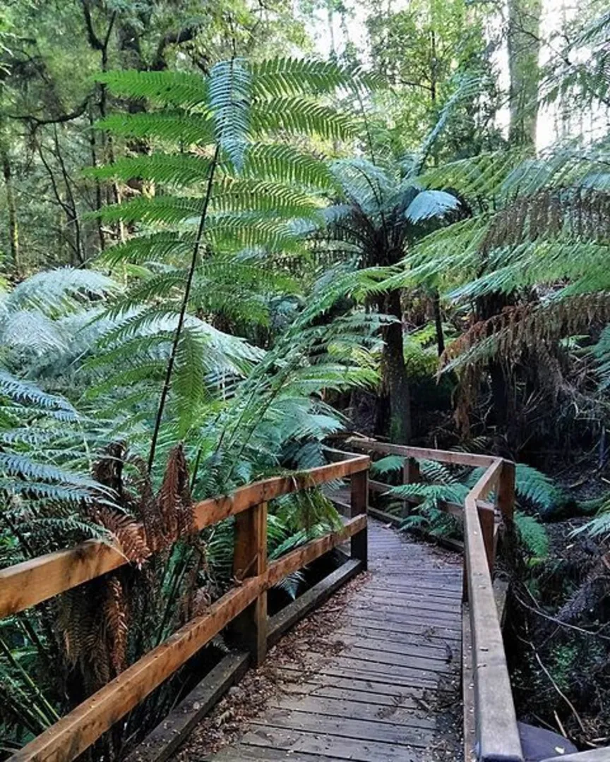 An image depicting the trail Tanglefoot Loop Track and its surrounding area.
