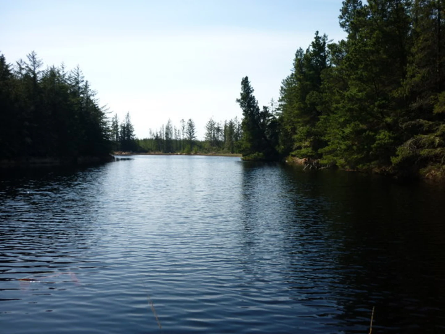 An image depicting the trail Blanemore Forest Walk and its surrounding area.
