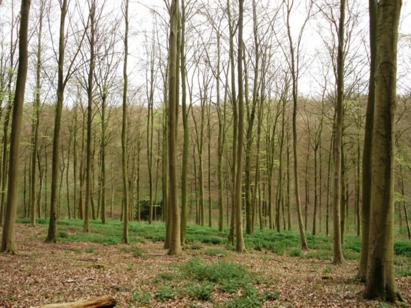 An image depicting the trail Lower Harstock Wood, Hattonhill Shaw and Bottom Wood Loop and its surrounding area.