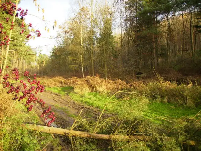 Howl Dale Lane in Pockley Loop