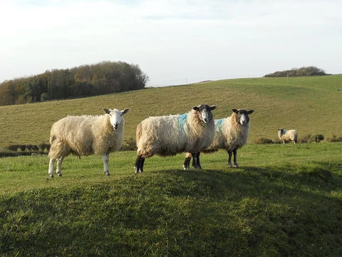 Mottistone Down and Harboro Loop