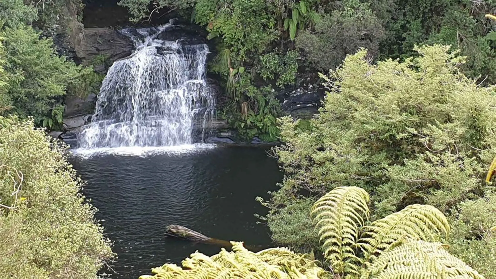 An image depicting the trail Rerekapa Track and its surrounding area.