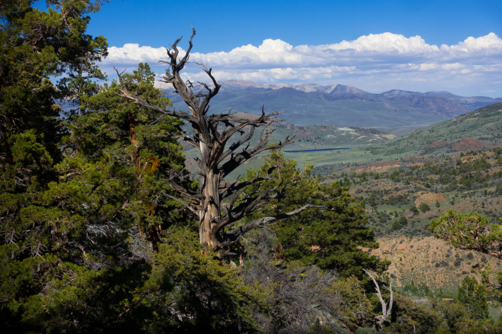 An image depicting the trail Mount Patterson Trail and its surrounding area.